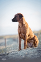 Betty + Yuma an der Ostsee